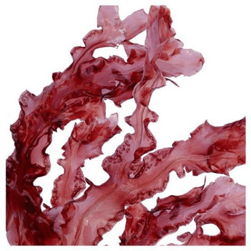 note-huong-tao-do-red-algae