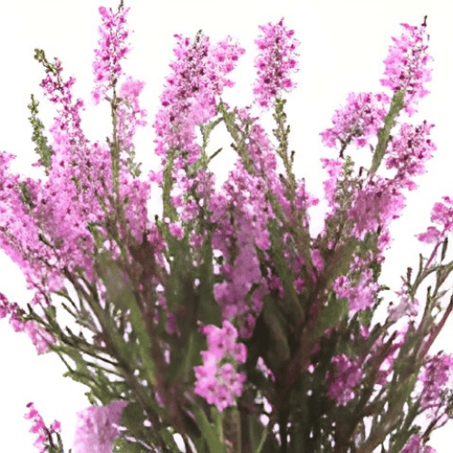 note-huong-thach-thao