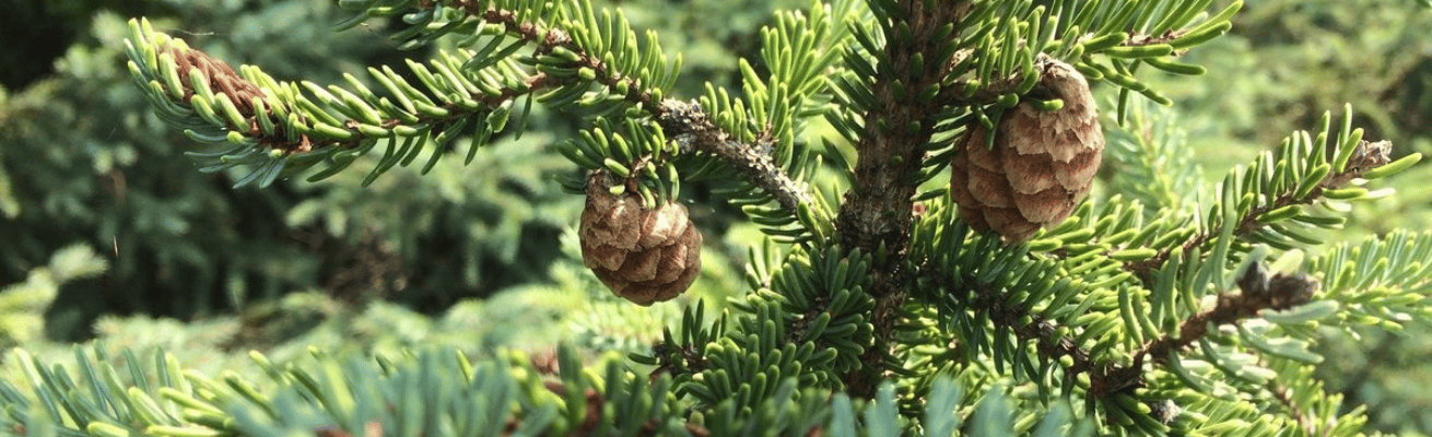 Thông Đen Bắc Mỹ