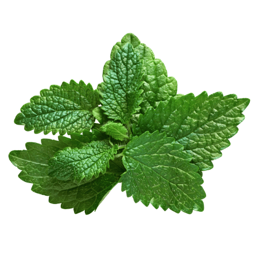 note-huong-tia-to-dat