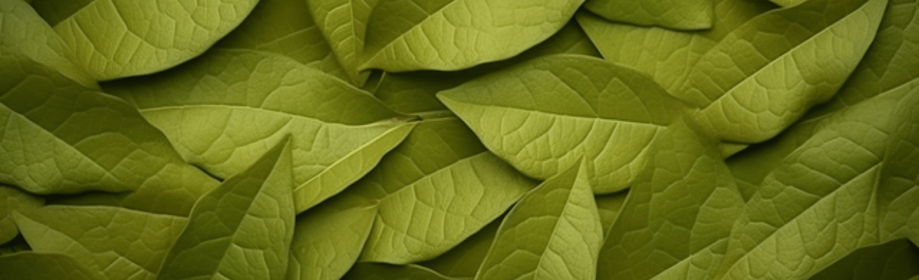 Tinh Dầu Nguyệt Quế