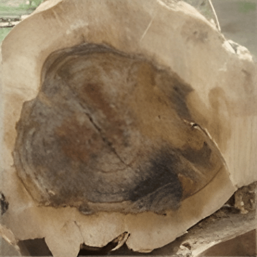 note-huong-tram-trang