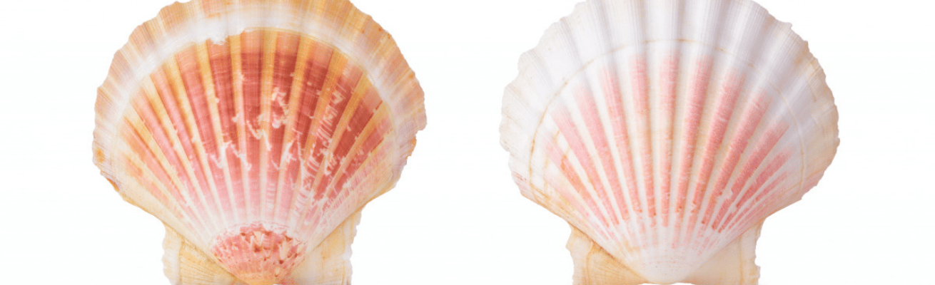 Vỏ Sò Biển