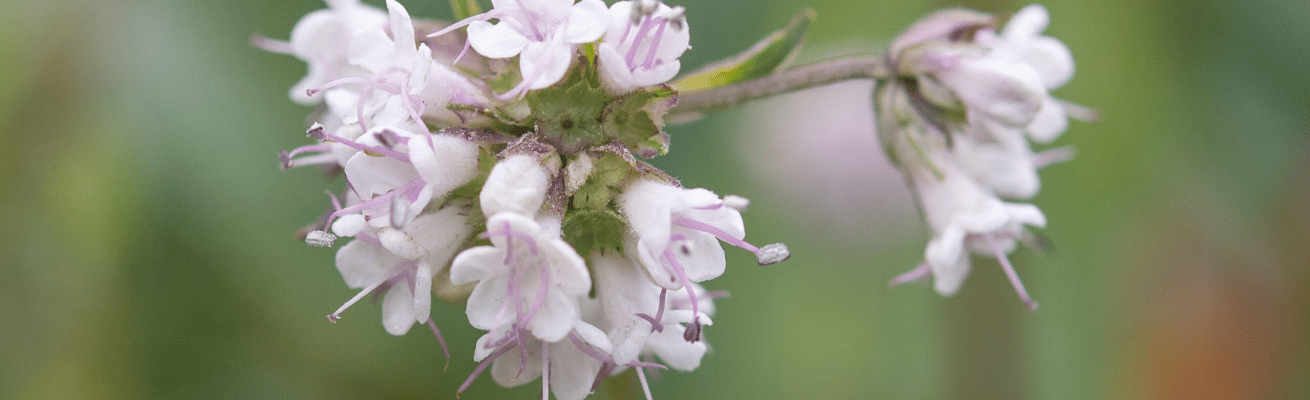 Xạ Hương Jatamansi