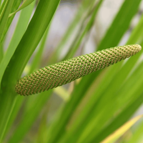 note-huong-xuong-bo-re-cay-may