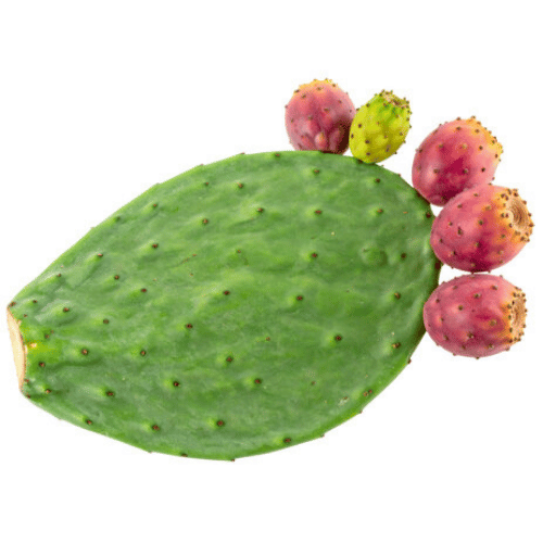 Xương Rồng Lê Gai