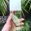 Elizabeth-Arden-Green-Tea-EDP-tai-ha-noi