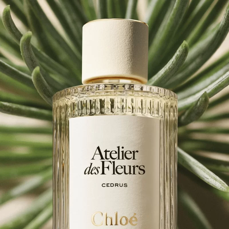 Chloe Atelier Des Fleurs Cedrus tại Hà Nội