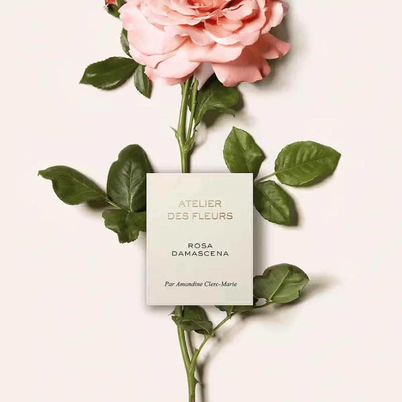 Chloe Atelier Des Fleurs Rosa Damascena tại Hà Nội