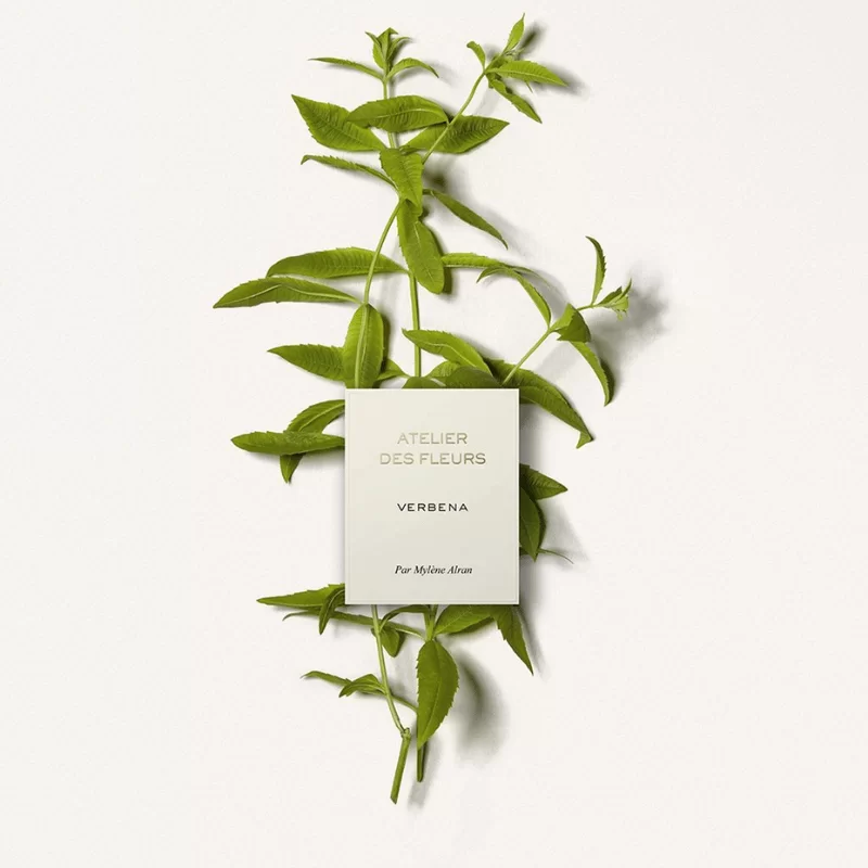 Chloe Atelier Des Fleurs Verbena tại Hà Nội Chloe Atelier Des Fleurs Verbena tại Hà Nội