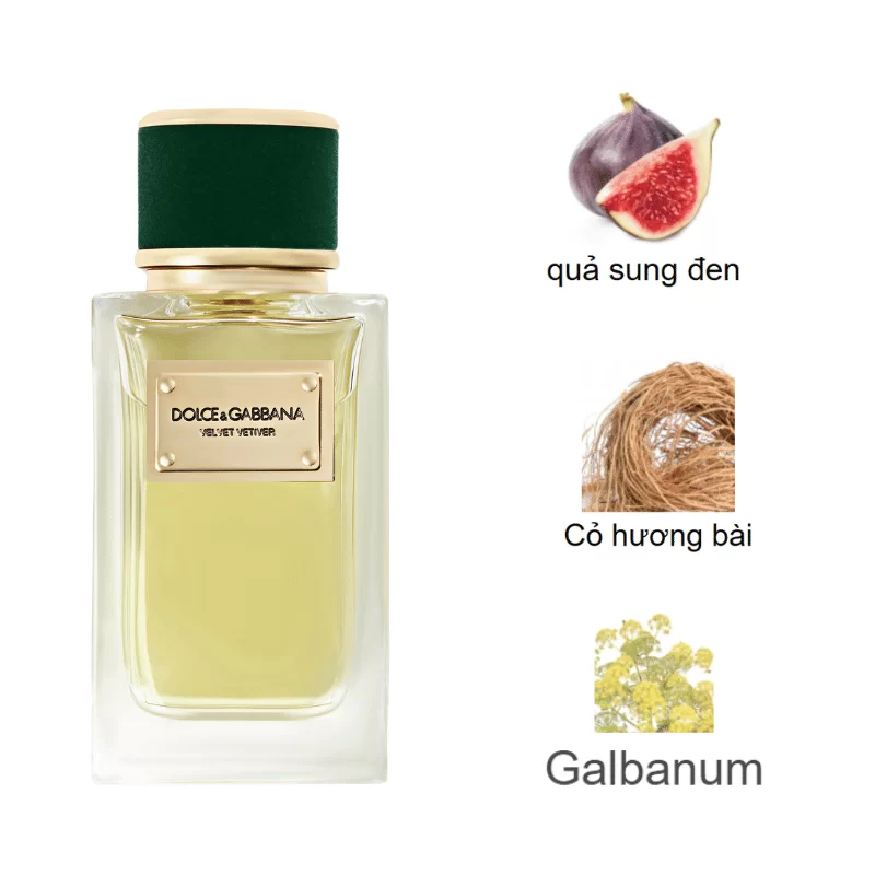 Dolce Gabbana Velvet Vetiver EDP mùi hương Dolce Gabbana Velvet Vetiver EDP mùi hương