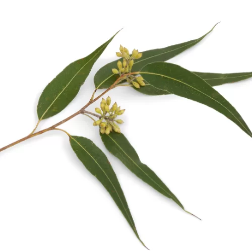 Bạch Đàn Bạch Đàn