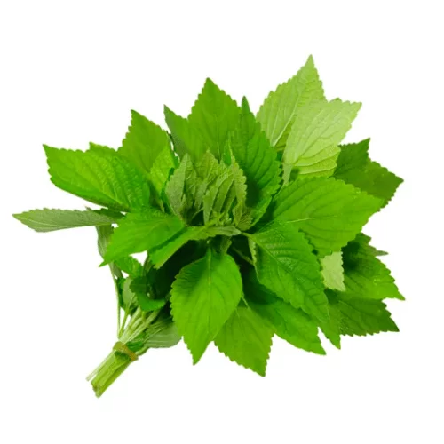 Cây Kinh Giới Cây Kinh Giới