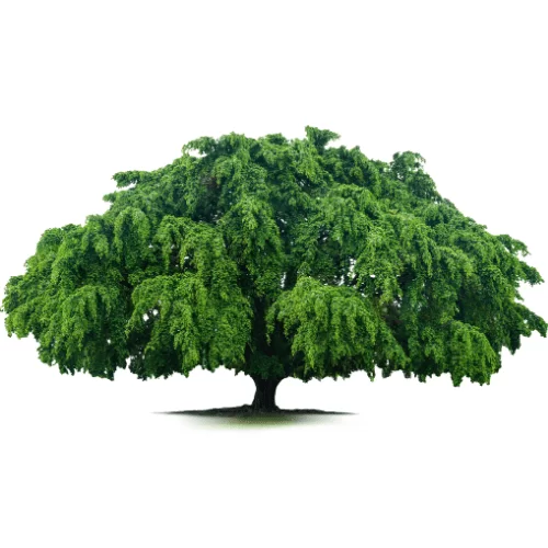 Cây Liễu Trắng Cây Liễu Trắng