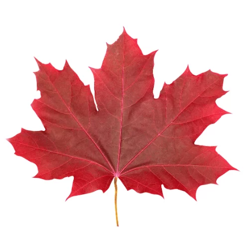 Cây Phong Cây Phong