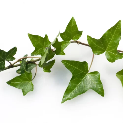 Cây Thường Xuân Cây Thường Xuân