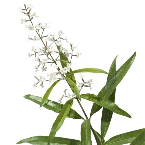 Chanh Cỏ Roi Ngựa Chanh Cỏ Roi Ngựa