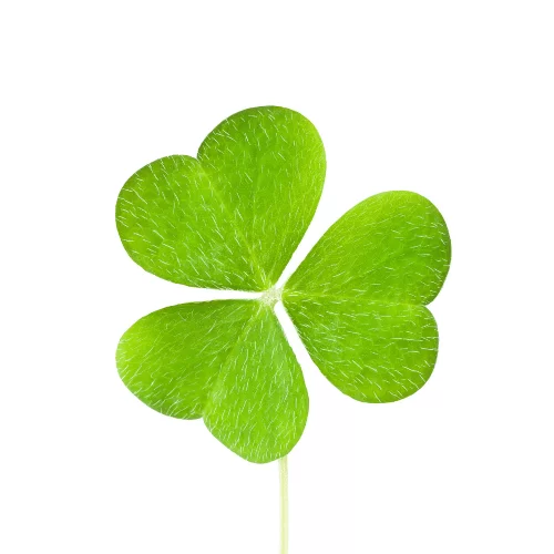 Cỏ Ba Lá Cỏ Ba Lá