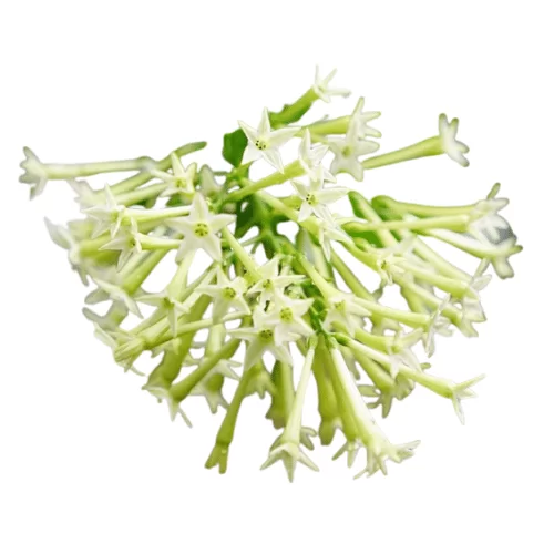 Dạ Lý Hương Dạ Lý Hương