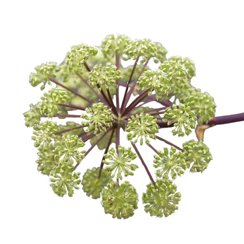 Đương Quy/Bạch Chỉ