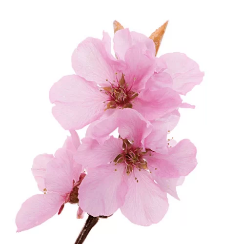 Hoa Anh Đào Hoa Anh Đào