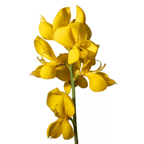 Hoa Chổi Tây Ban Nha Hoa Chổi Tây Ban Nha