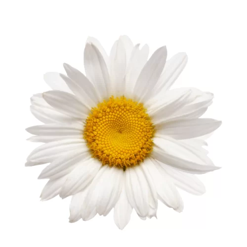 Hoa Cúc Hoạ Mi Hoa Cúc Hoạ Mi