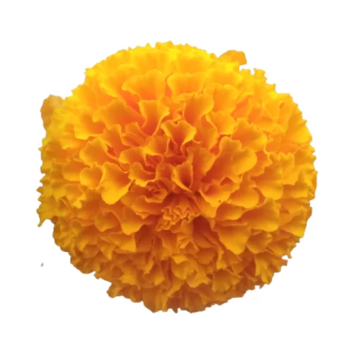 Hoa Cúc Vạn Thọ Hoa Cúc Vạn Thọ