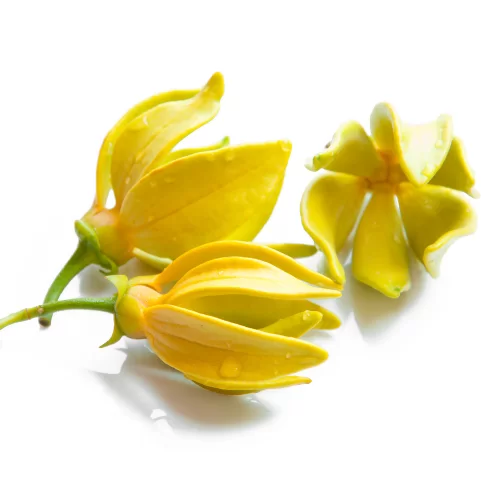 Hoa Ngọc Lan Tây Hoa Ngọc Lan Tây