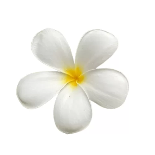 Hoa Sứ Hoa Sứ