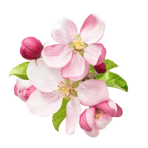 Hoa Táo Hoa Táo