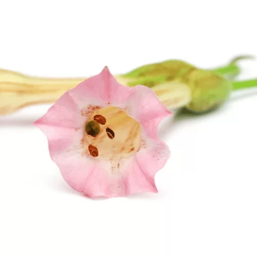 Hoa Thuốc Lá Hoa Thuốc Lá