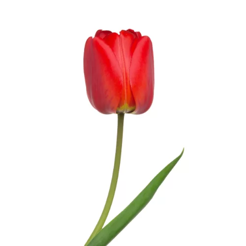 Hoa Tulip
