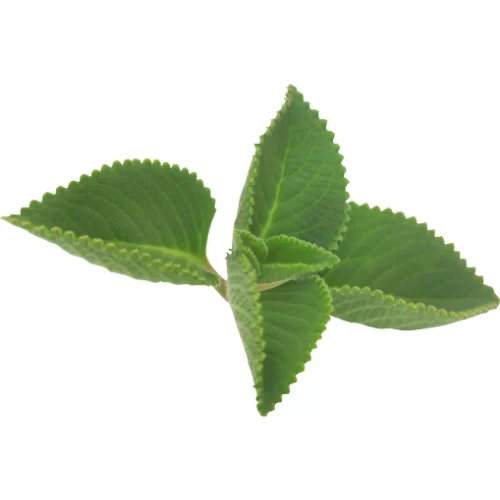 Kinh Giới Cay Kinh Giới Cay