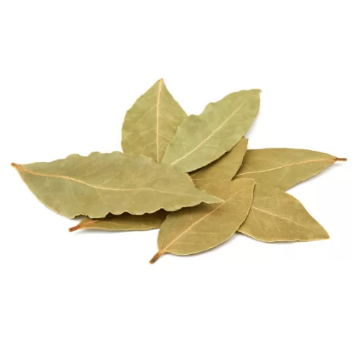 Lá Nguyệt Quế Lá Nguyệt Quế