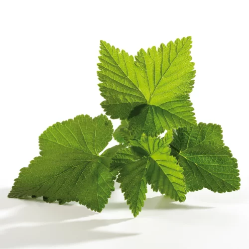 Lá & Nụ Quả Lý Chua