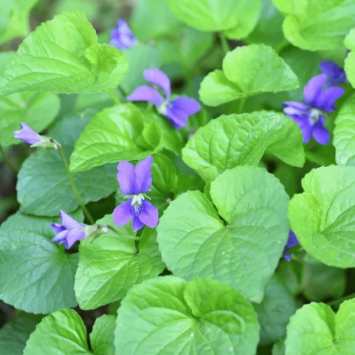 Lá Violet