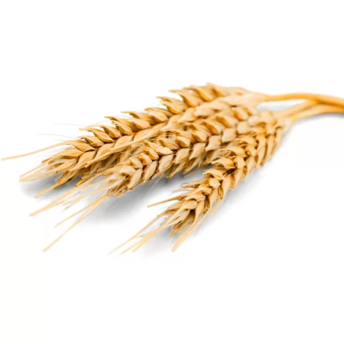 Lúa Mạch Lúa Mạch