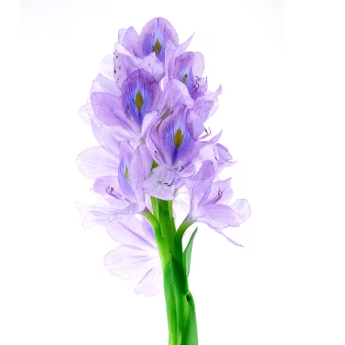 Lục Bình Lục Bình