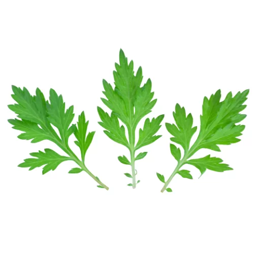 Ngải Cứu Ngải Cứu