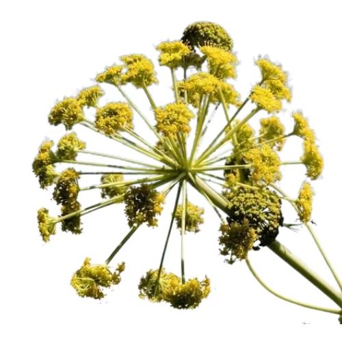 Nhựa Cây Galbanum Nhựa Cây Galbanum