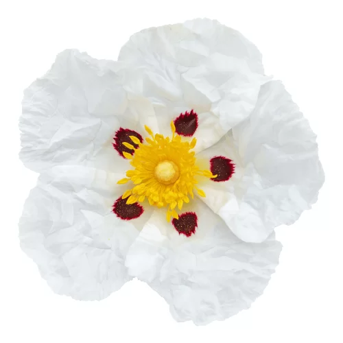 Nhựa Labdanum Nhựa Labdanum