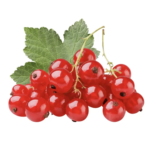 Quả Lý Chua Đỏ Quả Lý Chua Đỏ