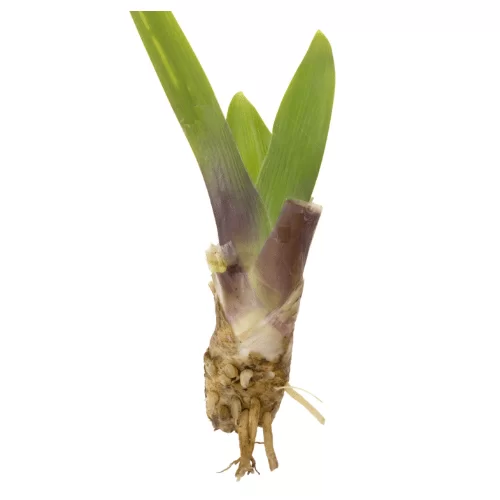 Rễ Diên Vĩ Rễ Diên Vĩ