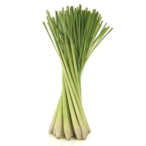 Sả Chanh Sả Chanh