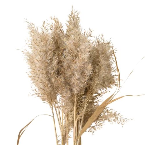 Sậy/Cây Lau Sậy/Cây Lau