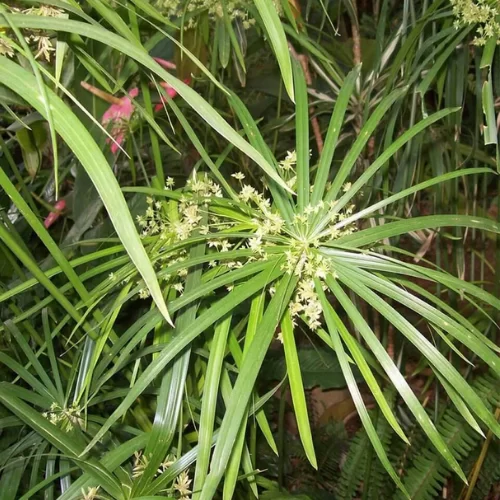 Tinh Dầu Cỏ Gấu