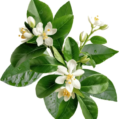 Tinh Dầu Hoa Cam Đắng