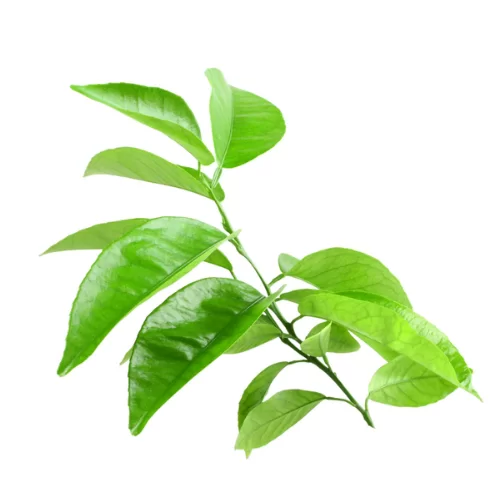 Tinh Dầu Lá Cam Đắng