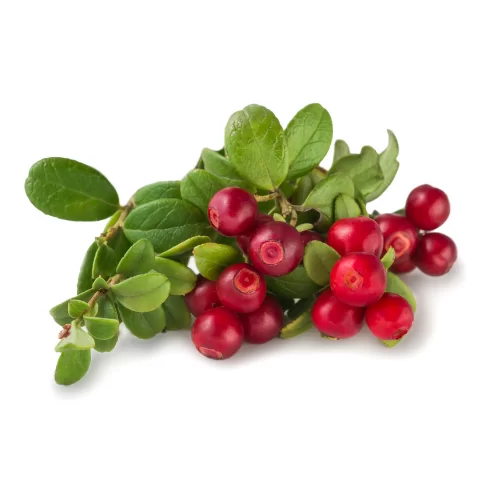 Trái Cây Rừng Trái Cây Rừng